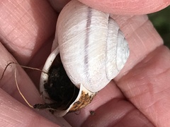 Helminthoglypta arrosa