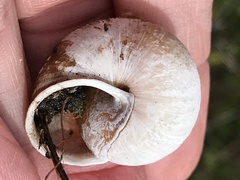 Helminthoglypta arrosa