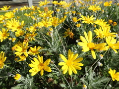 Euryops pectinatus