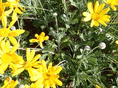 Euryops pectinatus