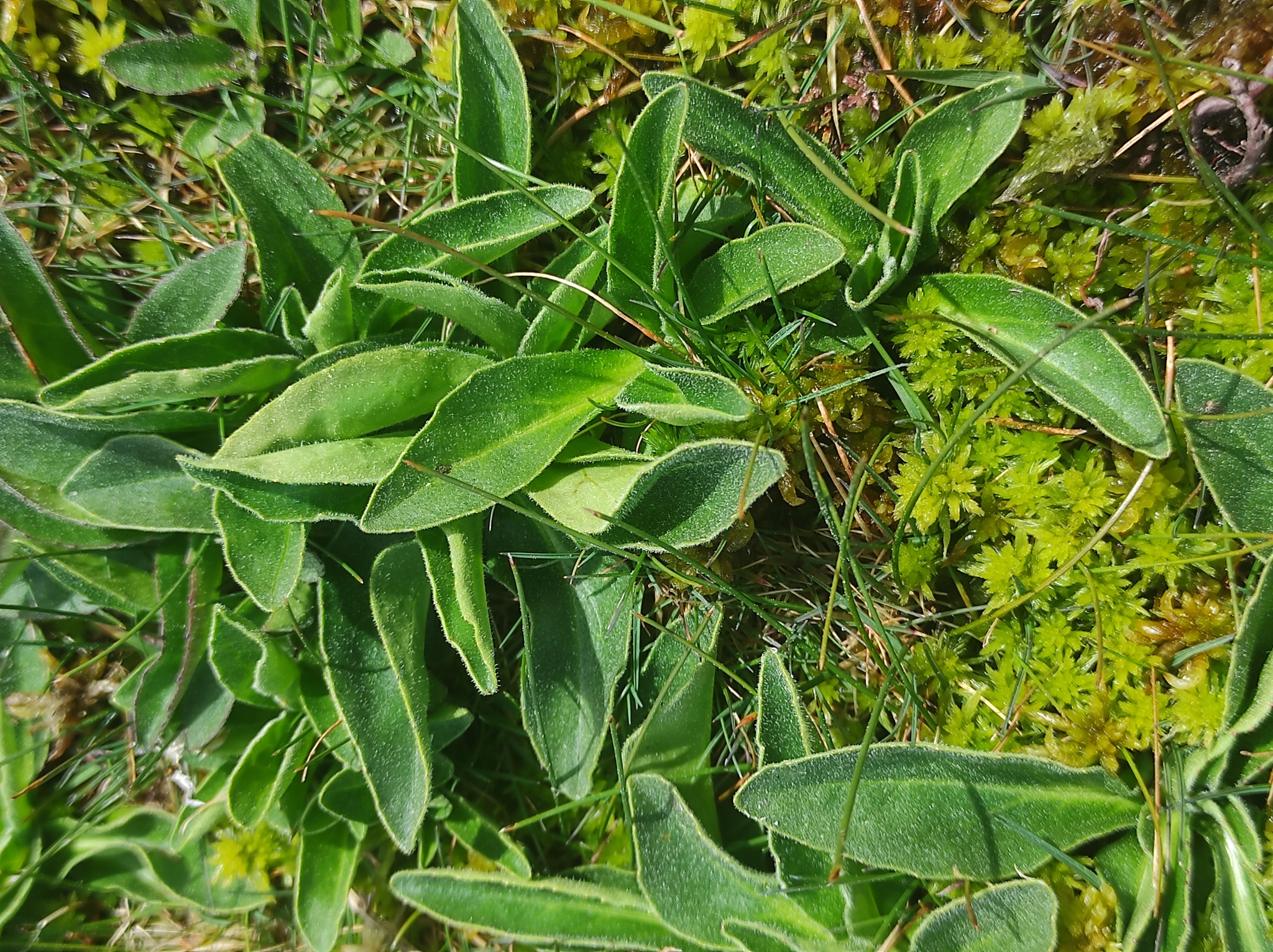 Mountain arnica