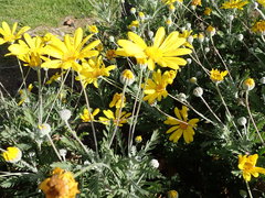 Euryops pectinatus