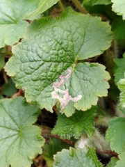 Phytomyza tiarellae