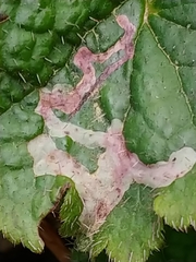 Phytomyza tiarellae