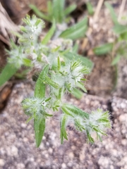 Cryptantha barbigera