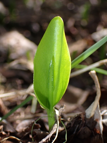 southern adder's-tongue (Ophioglossum vulgatum)