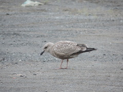 Larus argentatus