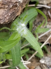 Cryptantha barbigera