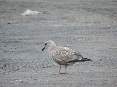 Larus argentatus