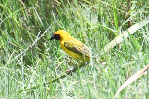 Rüppell's Weaver