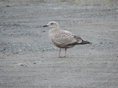 Larus argentatus