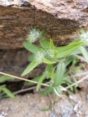 Cryptantha barbigera