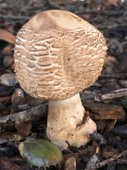 Chlorophyllum rhacodes