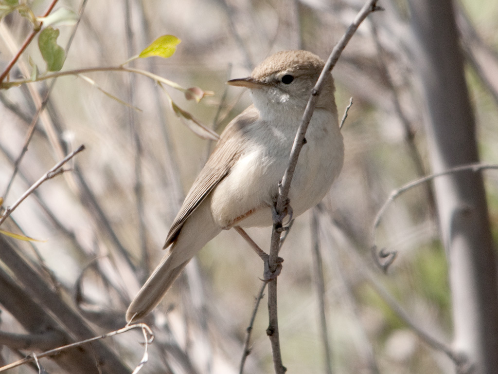 Sykes's Warbler (Iduna rama) photo