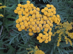Tanacetum vulgare