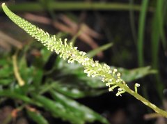 Goodyera procera