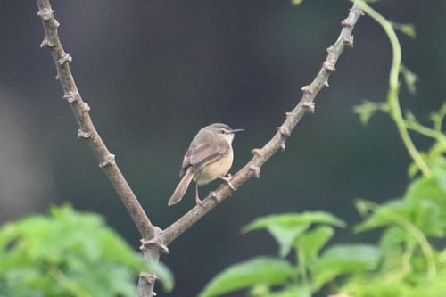 Tawny-flanked Prinia