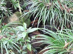 Goodyera procera