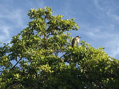 Nycticorax nycticorax