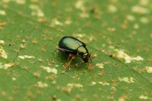 Aphthona strigosa