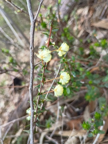 ploughshare wattle (Acacia gunnii)