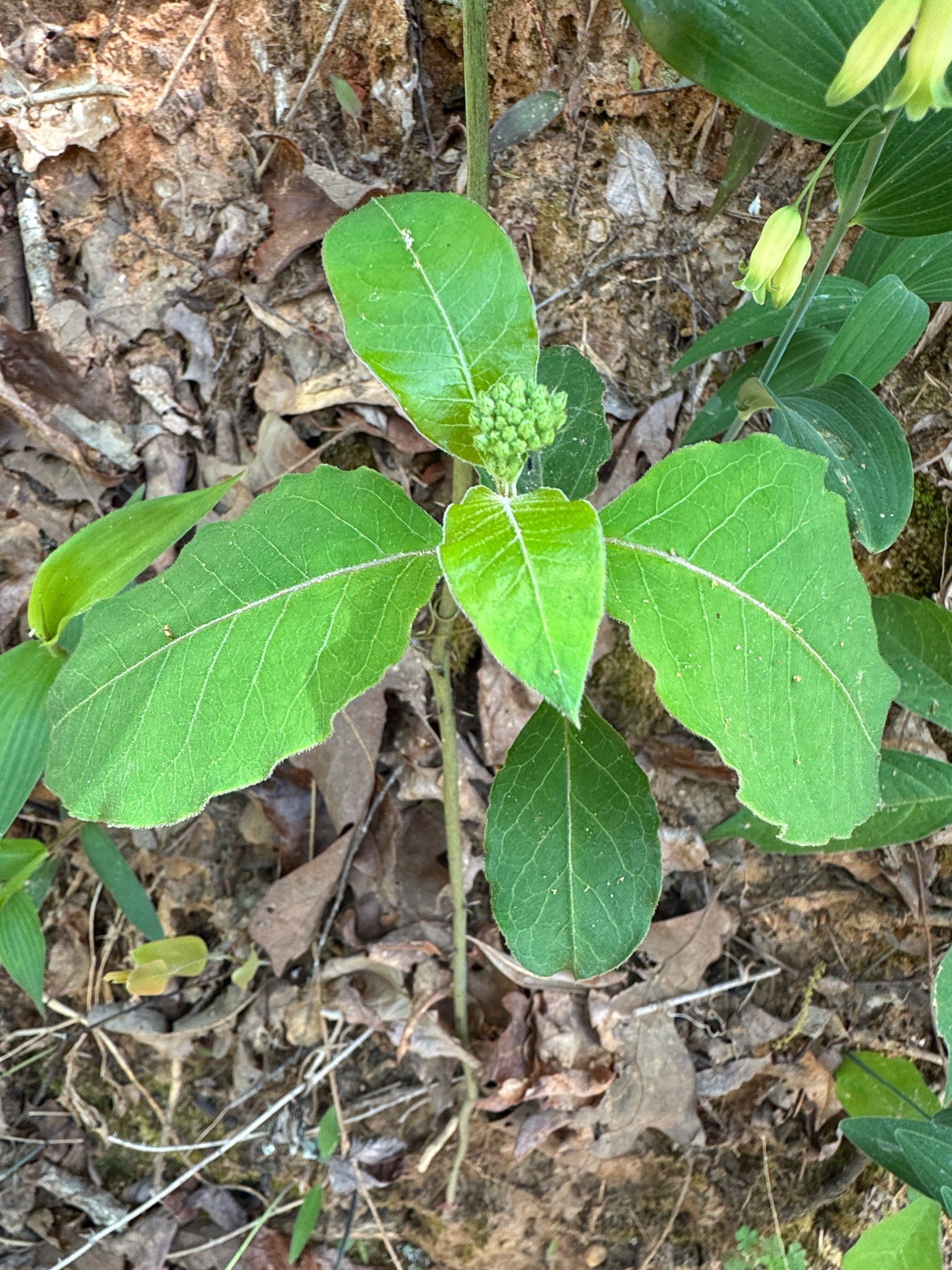 Redring Milkweed (Asclepias variegata)