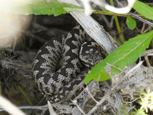Nose-horned Viper