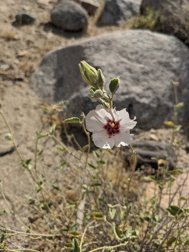 Rock Hibiscus (Hibiscus denudatus)