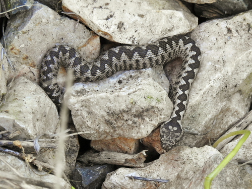 Nose-horned Viper