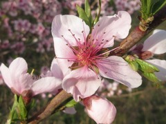 Prunus davidiana