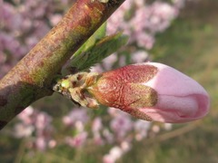 Prunus davidiana