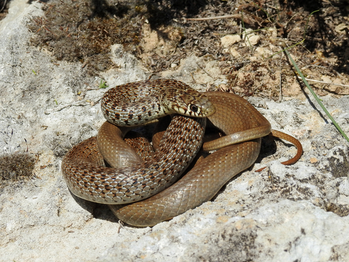 Balkan Whip Snake