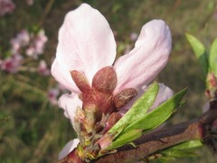 Prunus davidiana