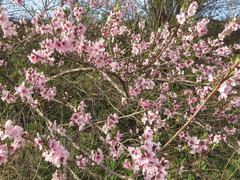 Prunus davidiana