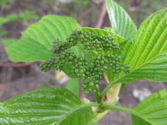 Cornus controversa