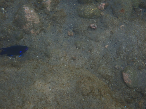 Similiparma lurida