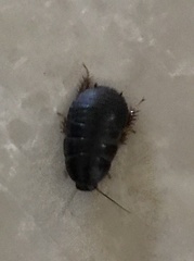 Pycnoscelus