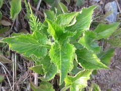 Campanula punctata