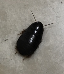 Pycnoscelus