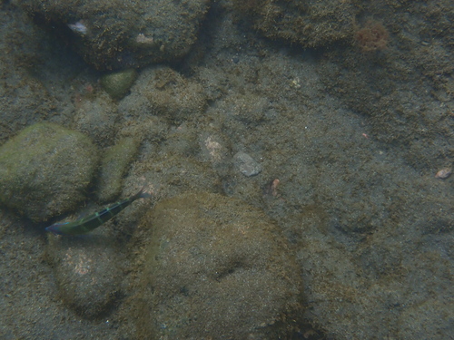 Thalassoma pavo