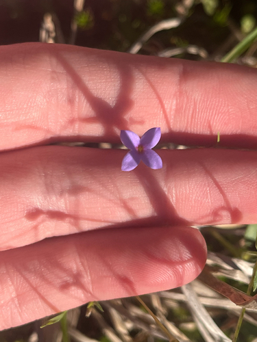 tiny bluet (Houstonia pusilla)