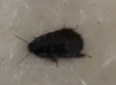 Pycnoscelus