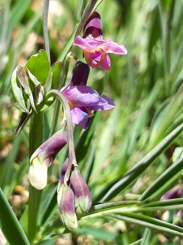 Bitter Vetch (Lathyrus linifolius)