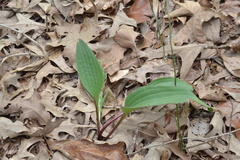 Arnoglossum plantagineum