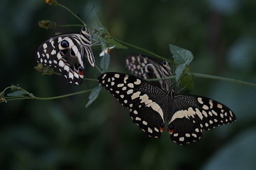 Citrus Swallowtail