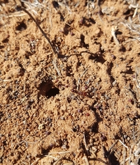 Anochetus