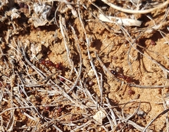 Anochetus