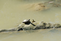 Trachemys scripta elegans