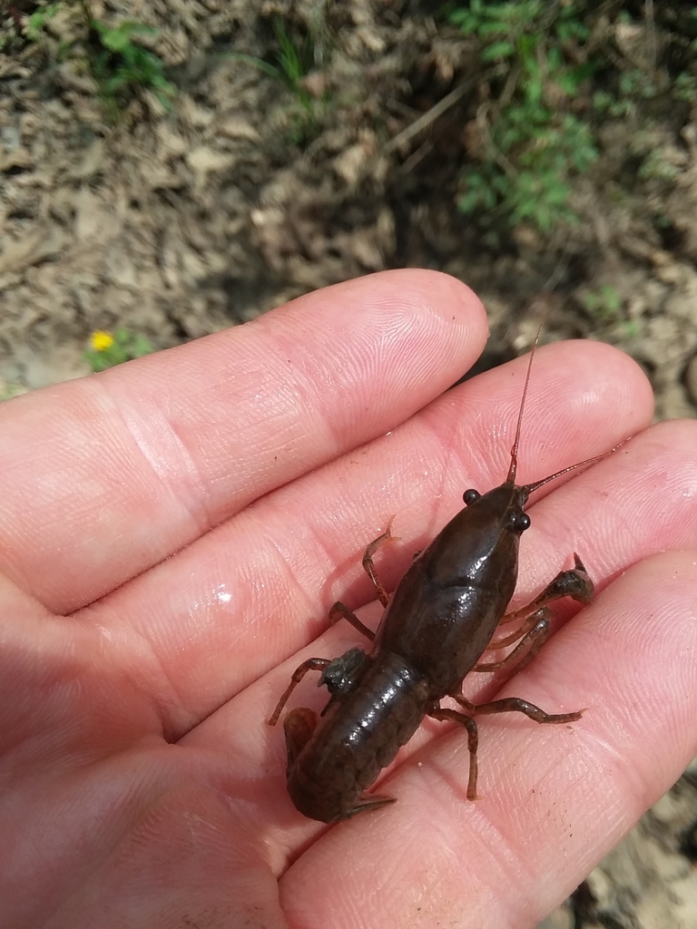 Javelin Crayfish