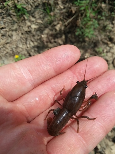 Javelin Crayfish